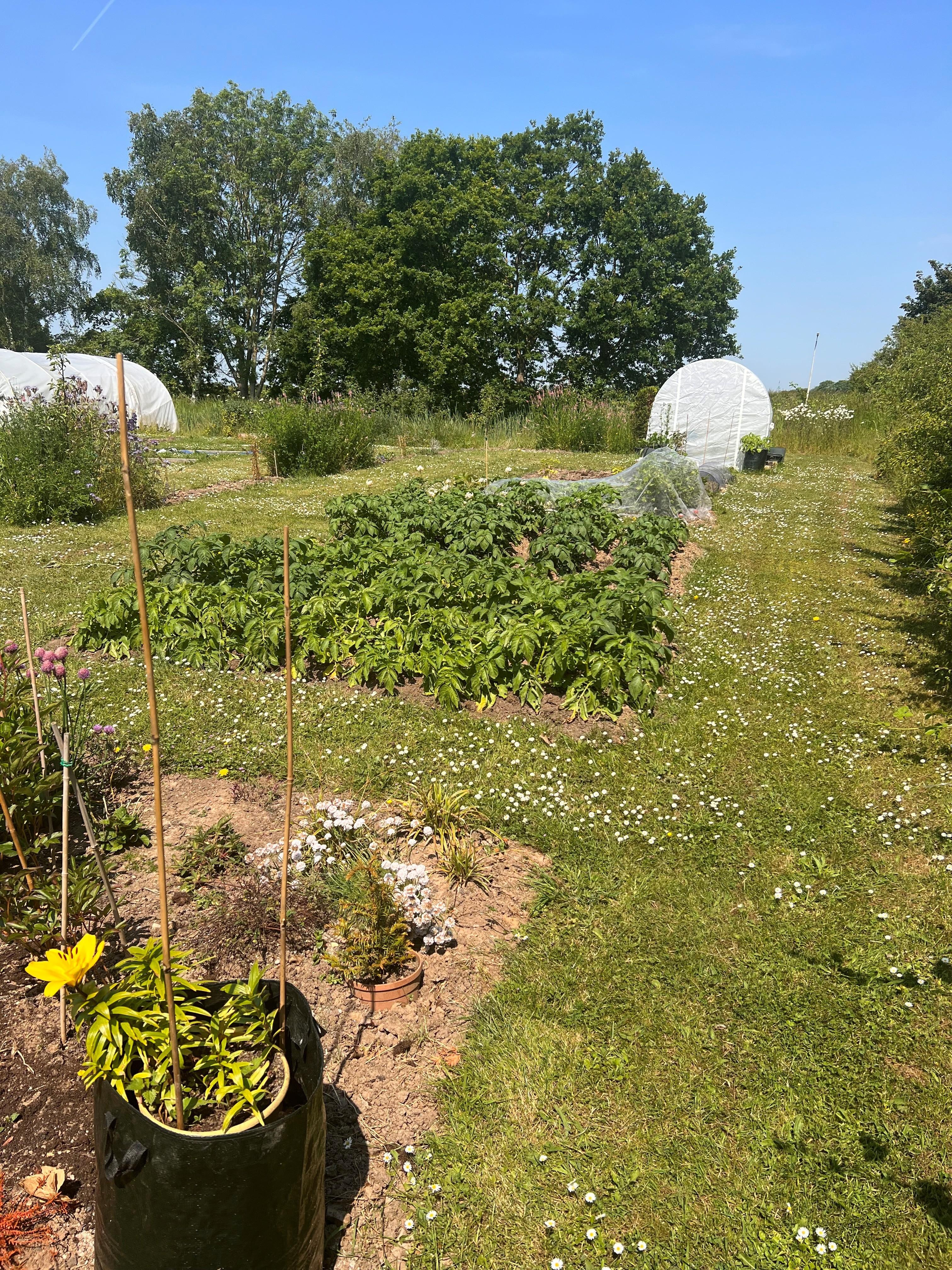 Example of an allotment in Grimoldby and Manby